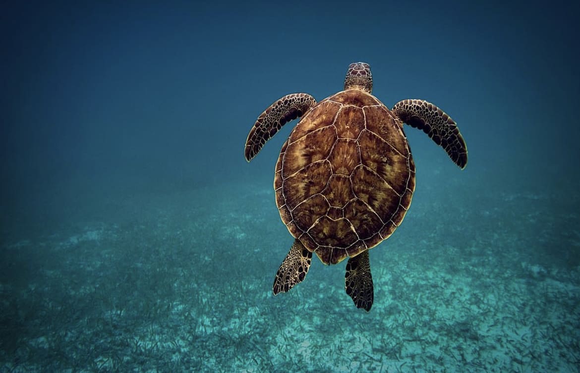 Sea turtle swimming through the ocean at Akumal Beach