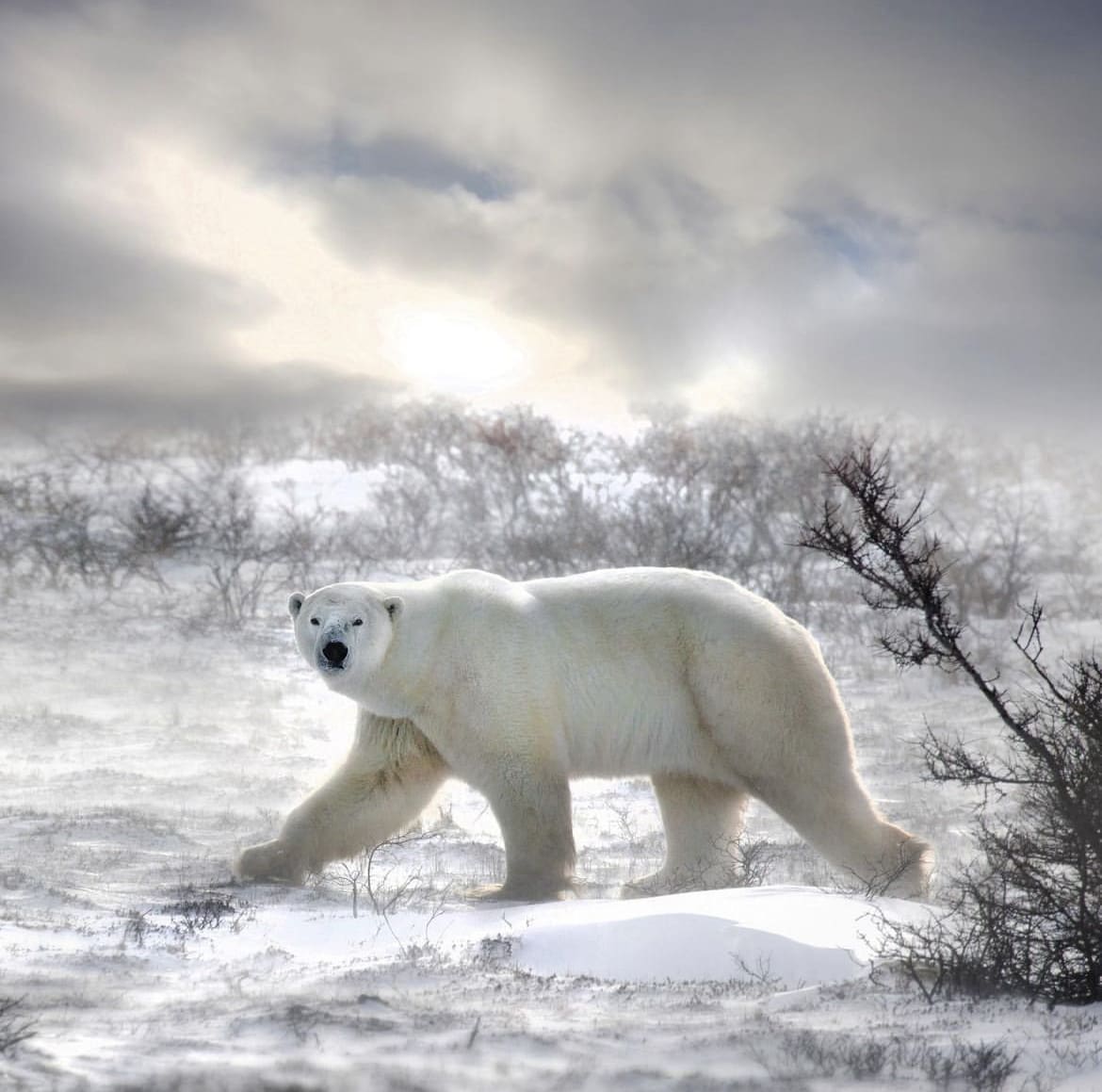 Polar bear roaming through a barren, snowy forest