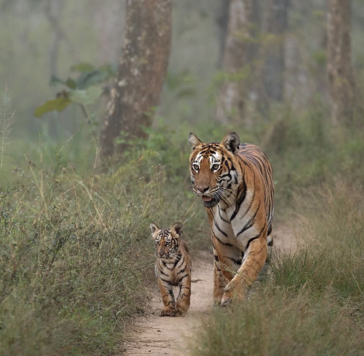 Tiger mother and cub in Bandipur National Park