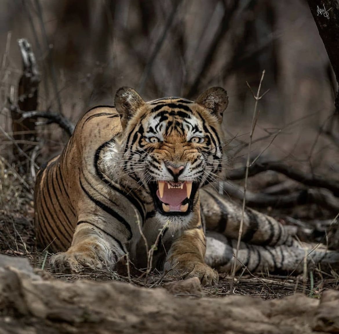 Siberian Tiger snarls at the camera