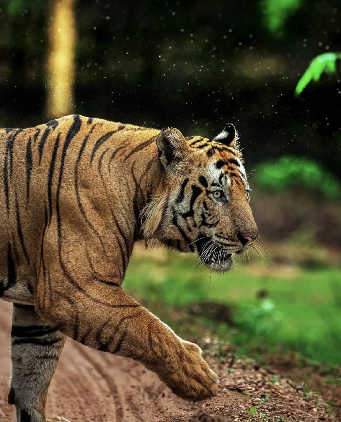 Male Siberian tiger walks through the forest in Bandhavgarh National Park