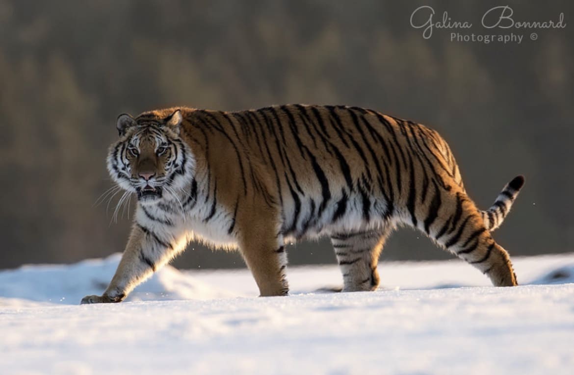 Tiger walks in the snow