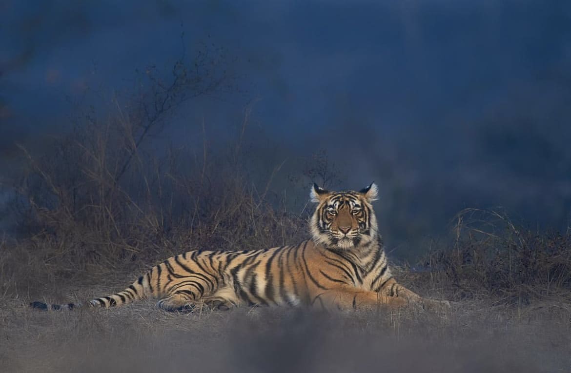 Big cat lying down in Ranthambore National Park, India