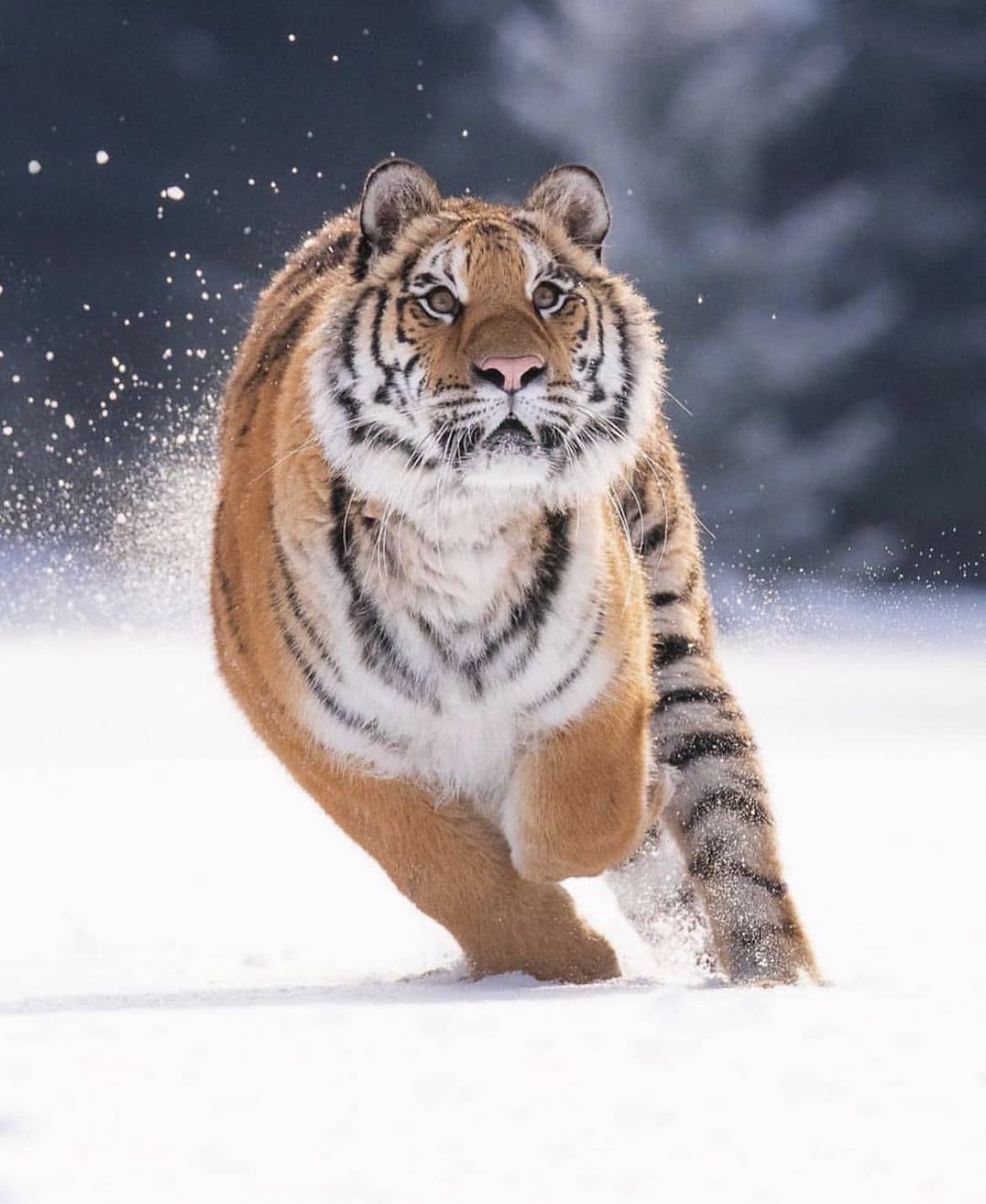 siberian tiger size comparison to human