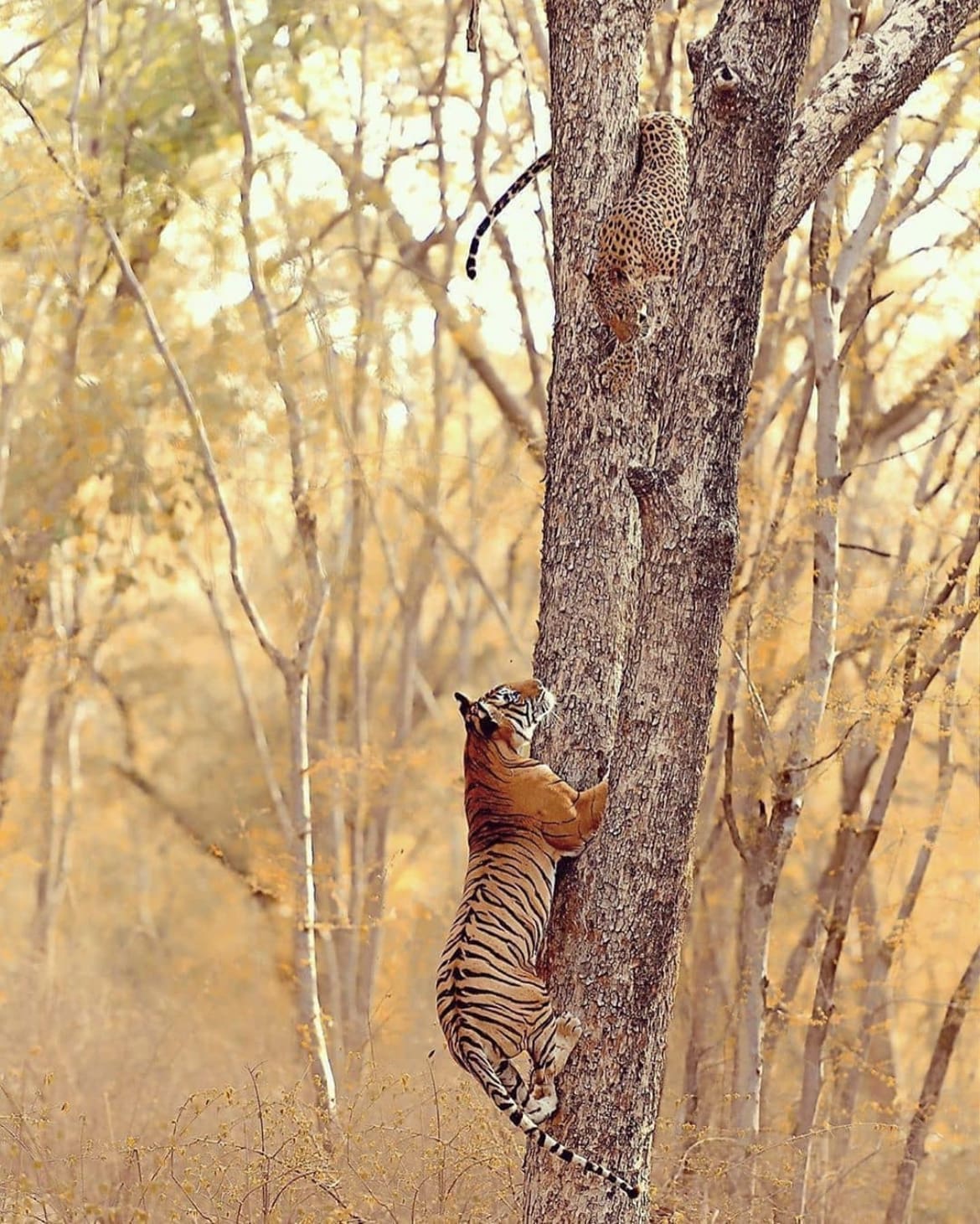Tiger chases a leopard up a tree