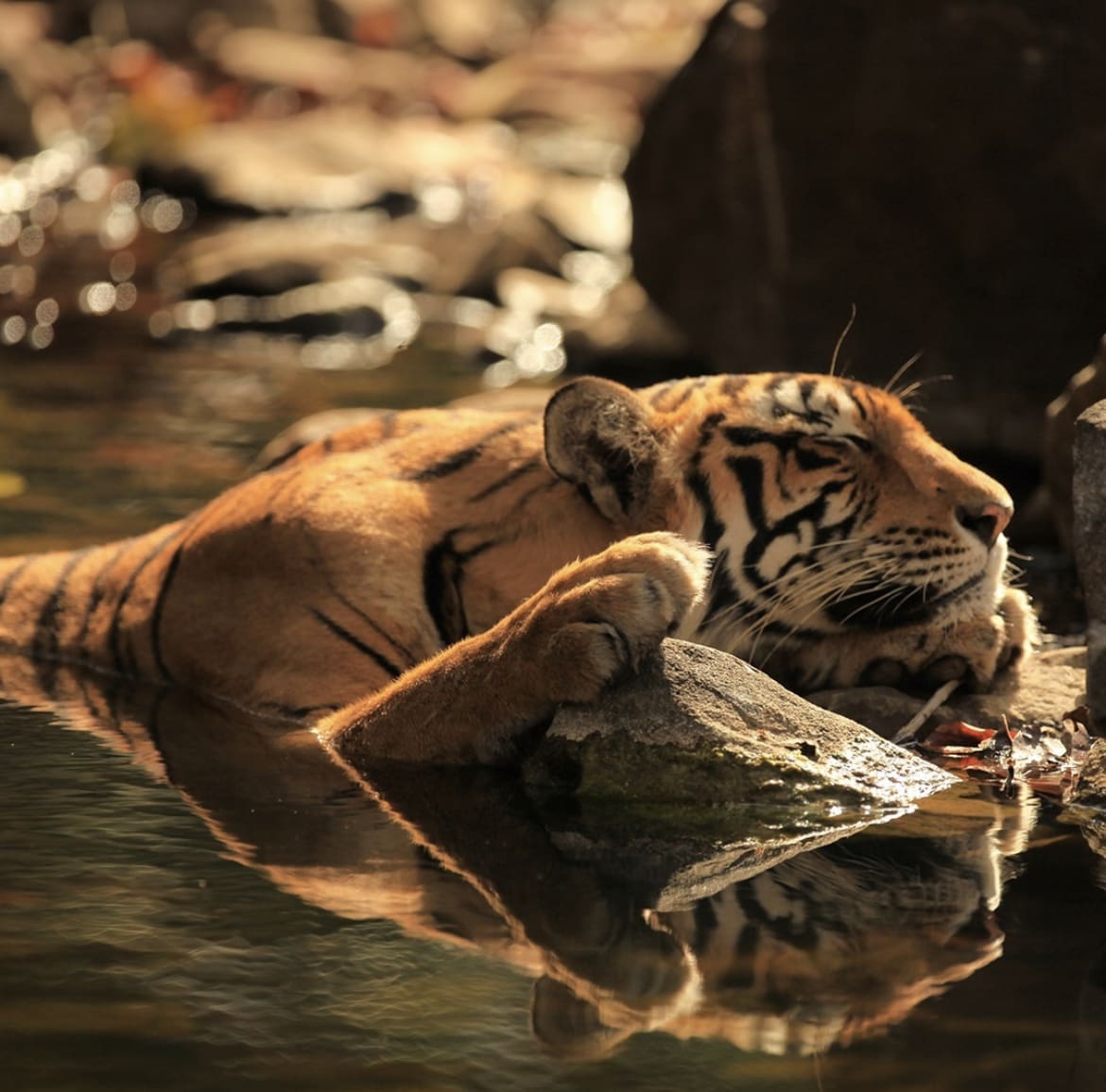 Bengal tiger sleeping in the water