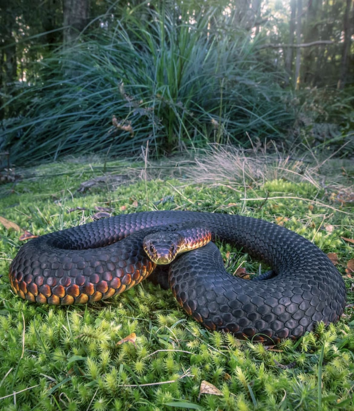 Lowland Copperhead