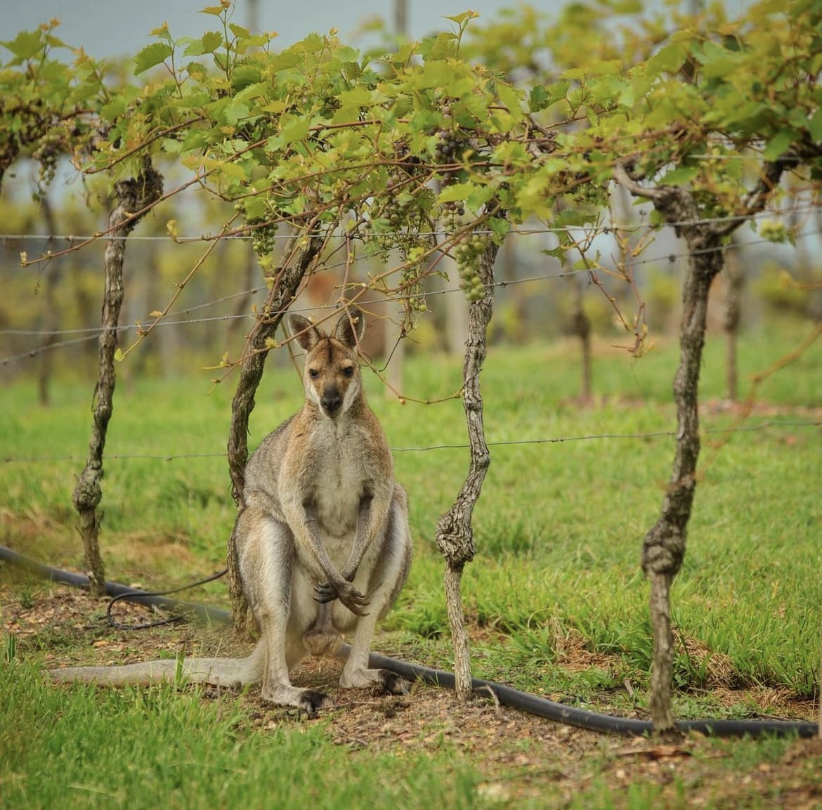 Wild kangaroo foraging in rural Australia