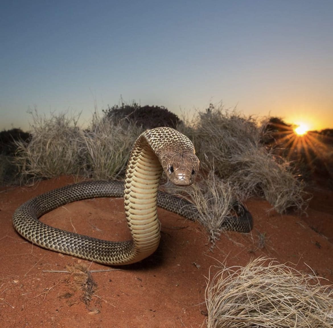 King Brown in Great Victoria Desert