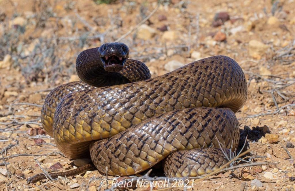 The Ten Most Venomous Snakes in Australia | Wildest