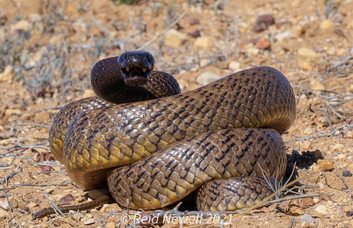 Inland Taipan is one of the most venomous snakes in Australia