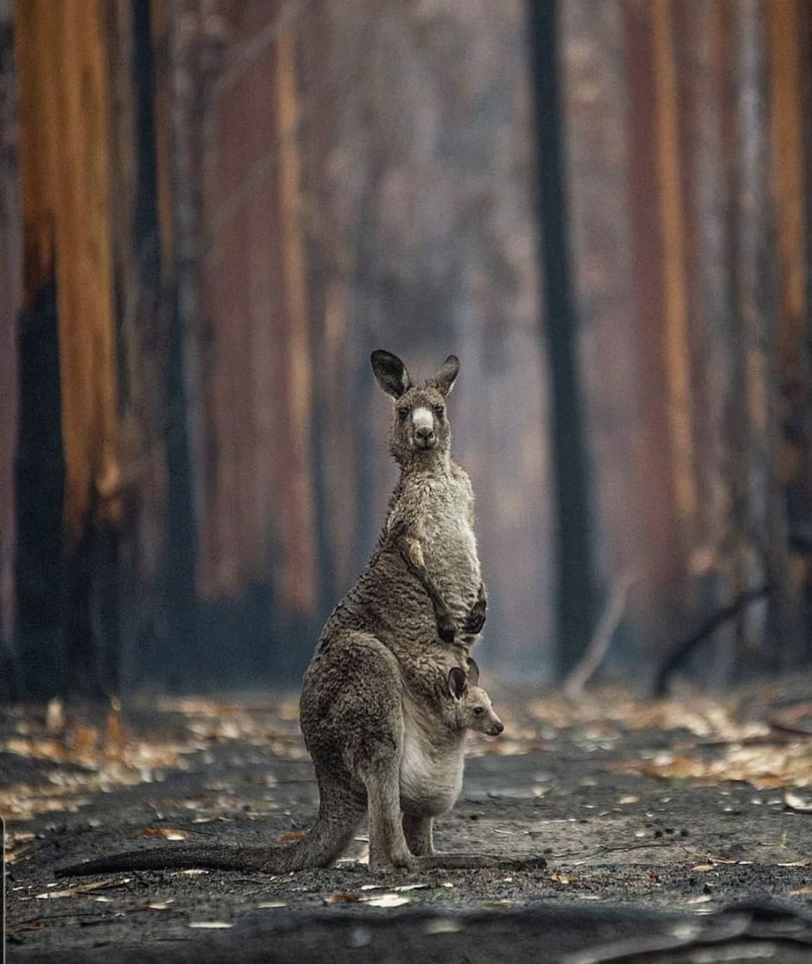 Eerie scenes in the remains of a burned Australian forest