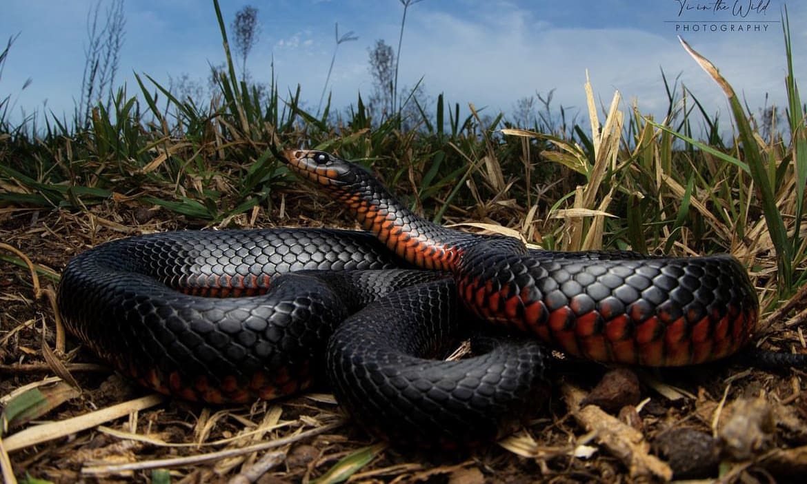 Beautiful snakes in Australia - Red-bellied black snake