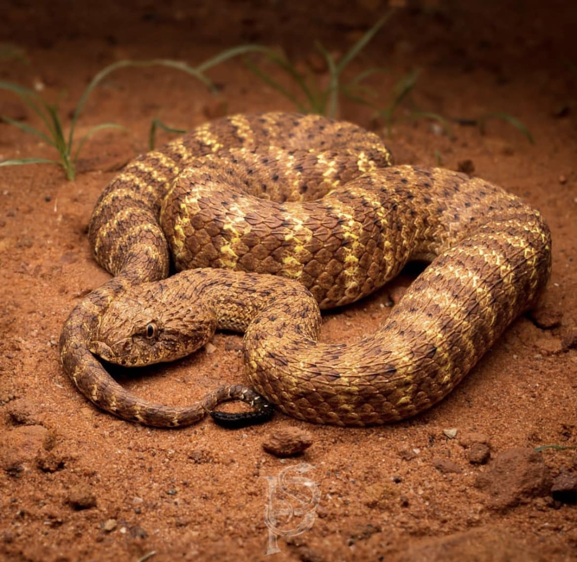 Desert Death Adder
