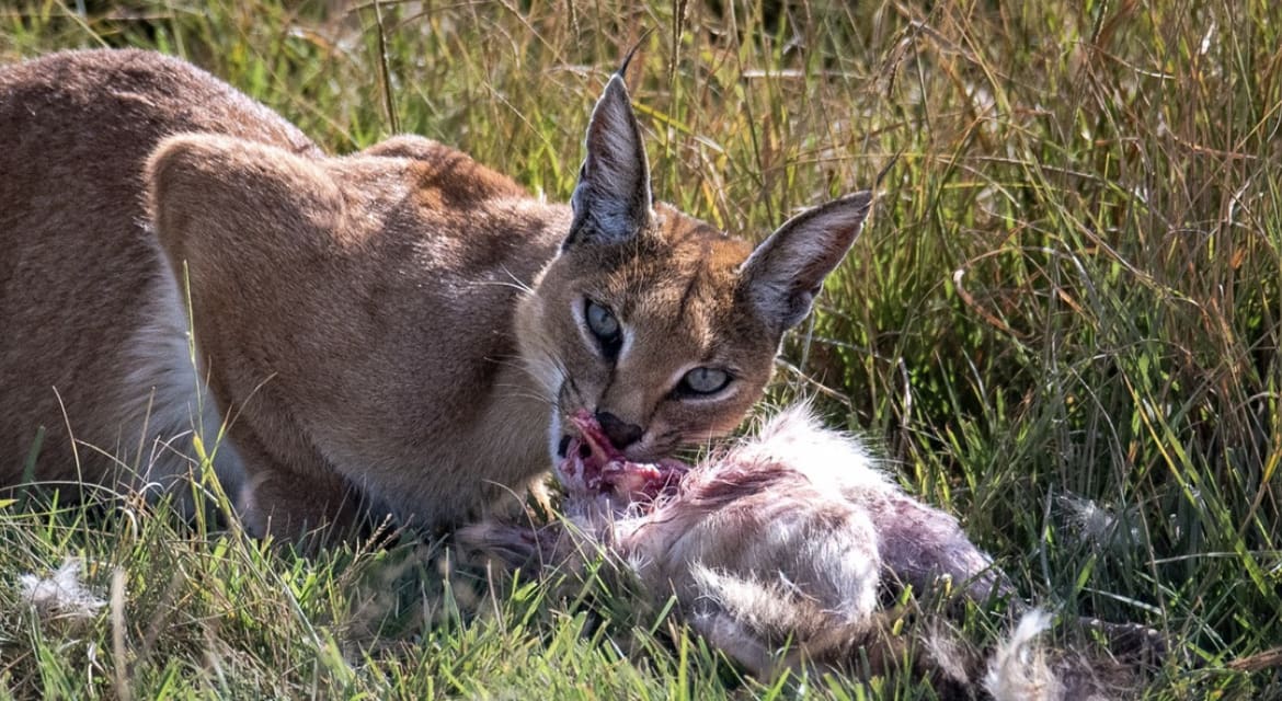 A wild cat feeding on a fresh kill in the Ngorongoro Crater, Tanzania