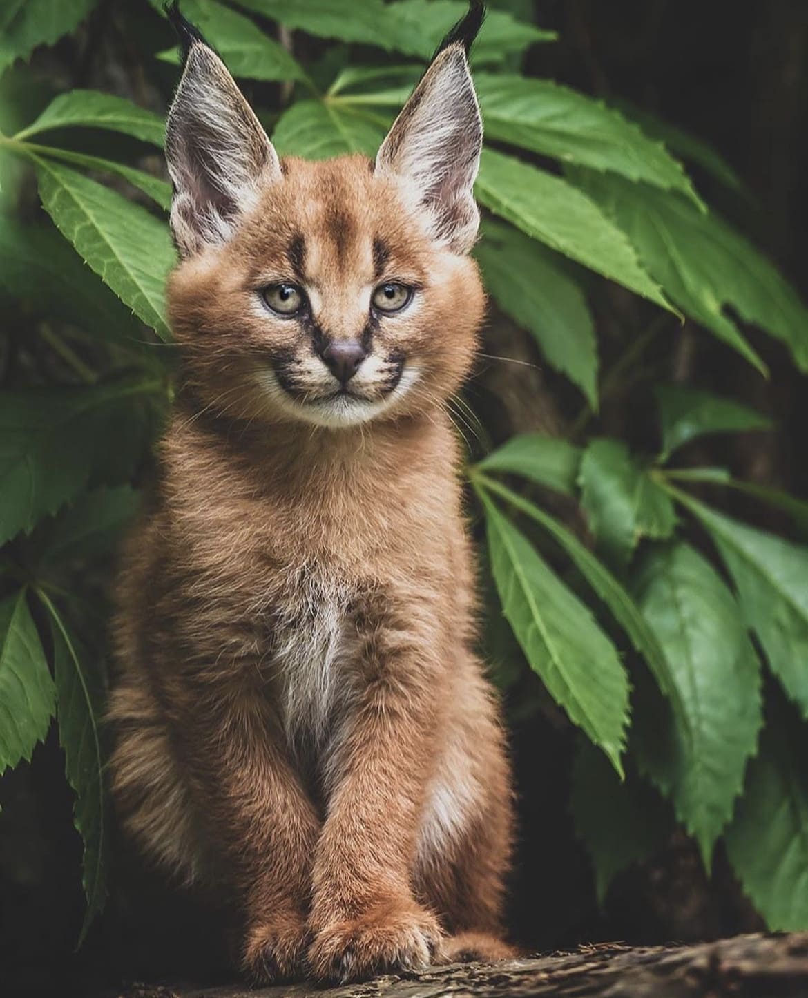A fluffy, young caracal cub