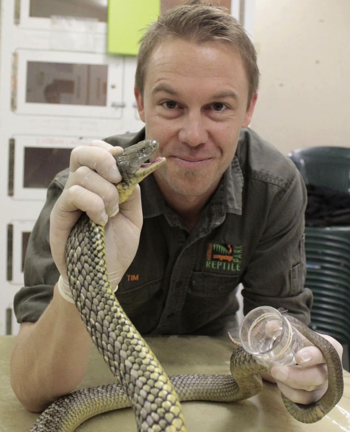 Tim Faulkner, extracting venom from a Mainland Tiger Snake
