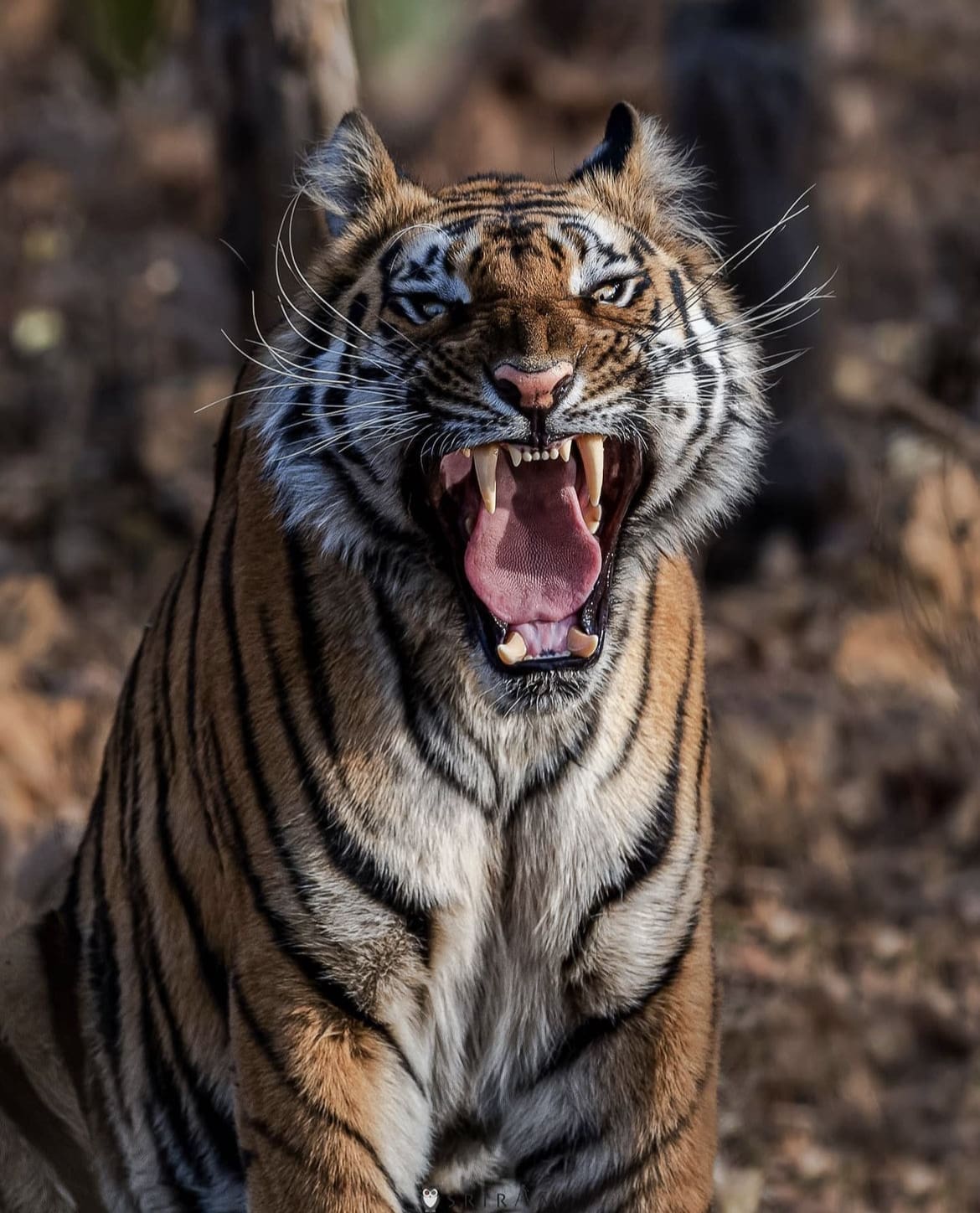 Bengal tiger showing off it's impressive teeth while yawning
