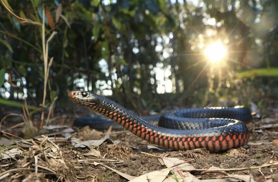 Red-bellied black snake on the move