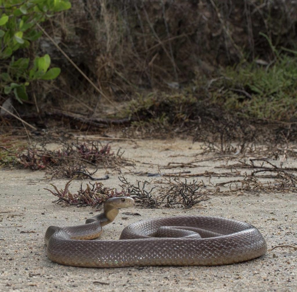 the diverse world of australia's brown snakes: from... The Ten Most Venomous Snakes in Australia | Wildest