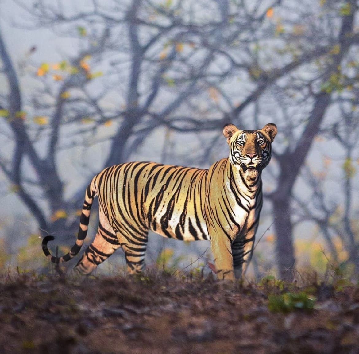 Wild Bengal Tiger pauses in the sun light