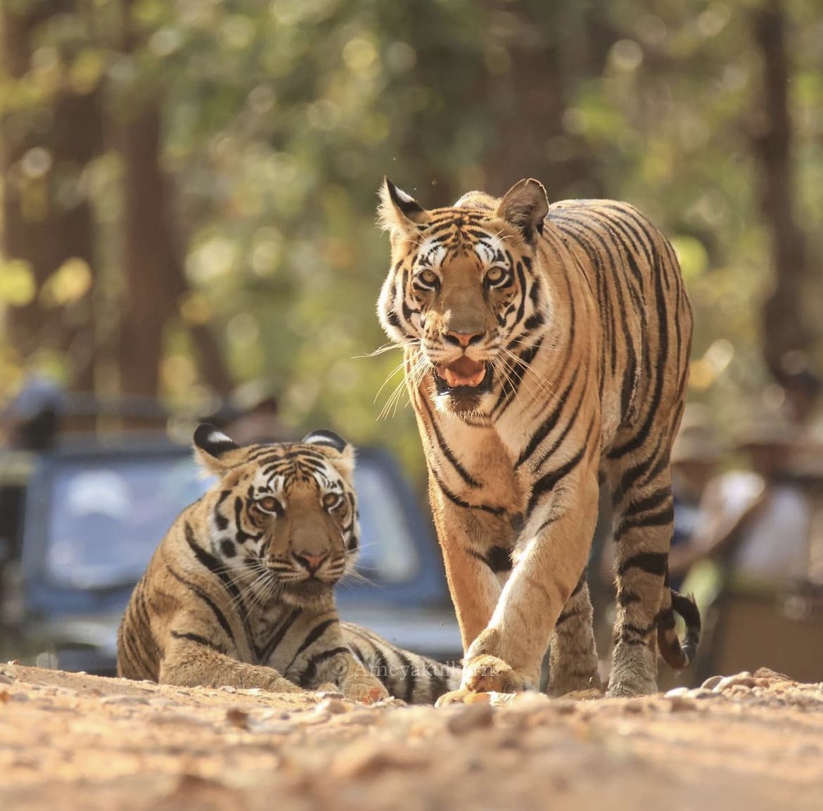 Tigress and her cub