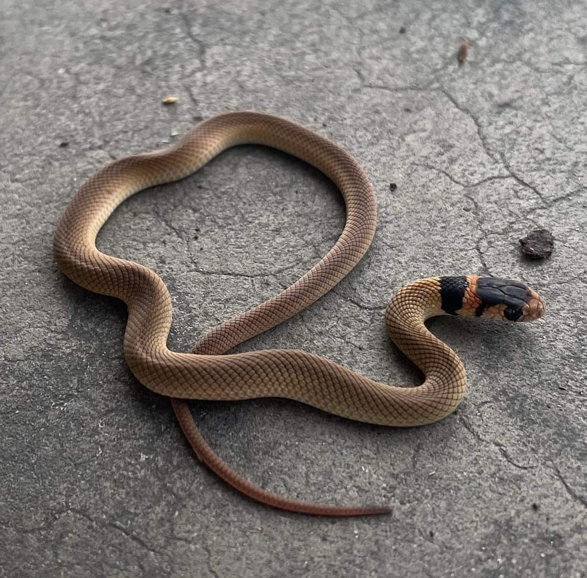 Snakes in Australia - Hatchling Eastern Brown