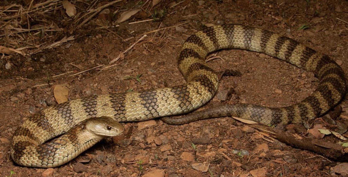 Light-skinned tiger snake on the Gold Coast