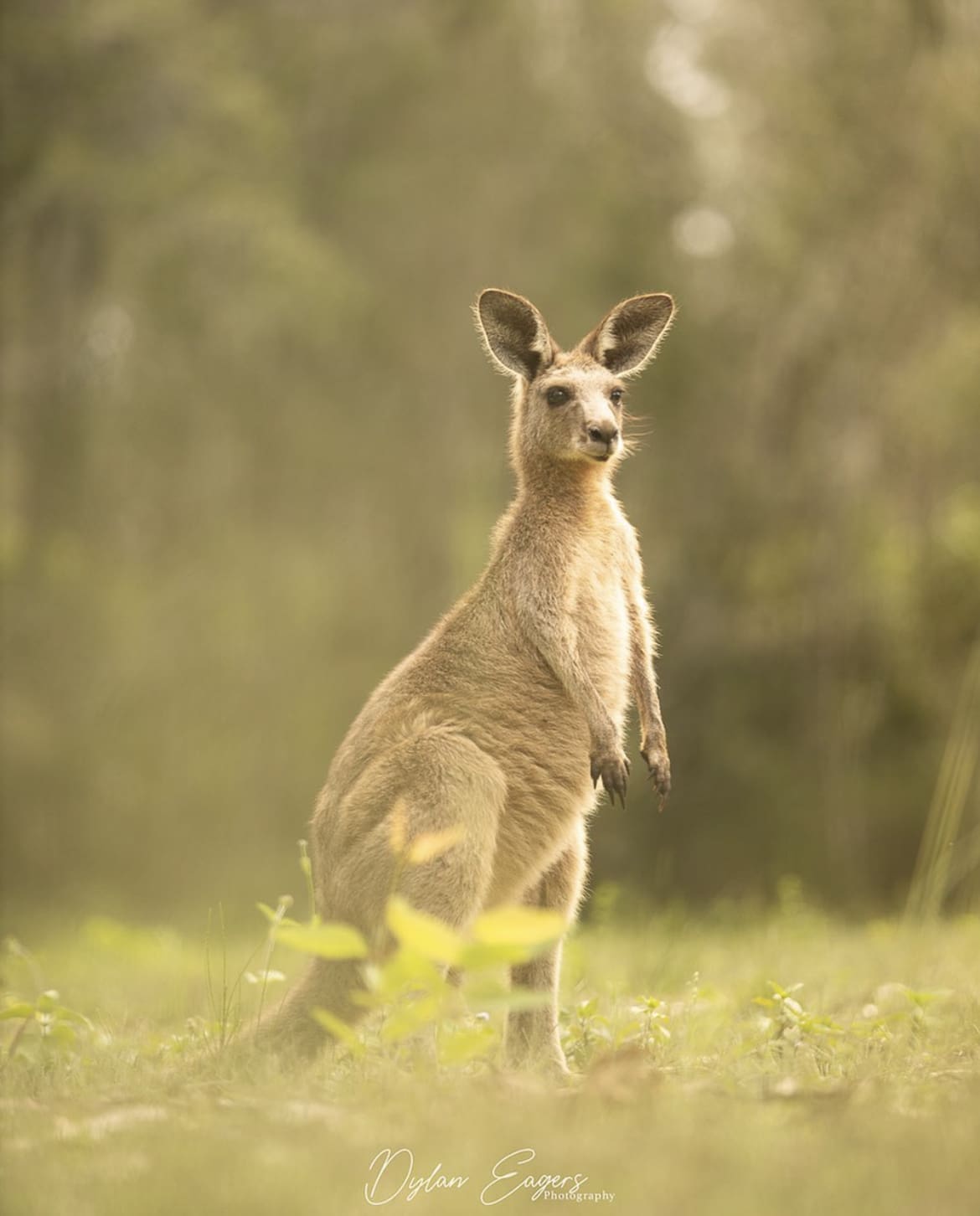 Kangaroo in Coombabah National Park