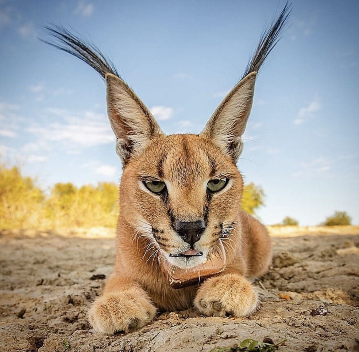 Caracal showing off its ears and eyes in this closeup image