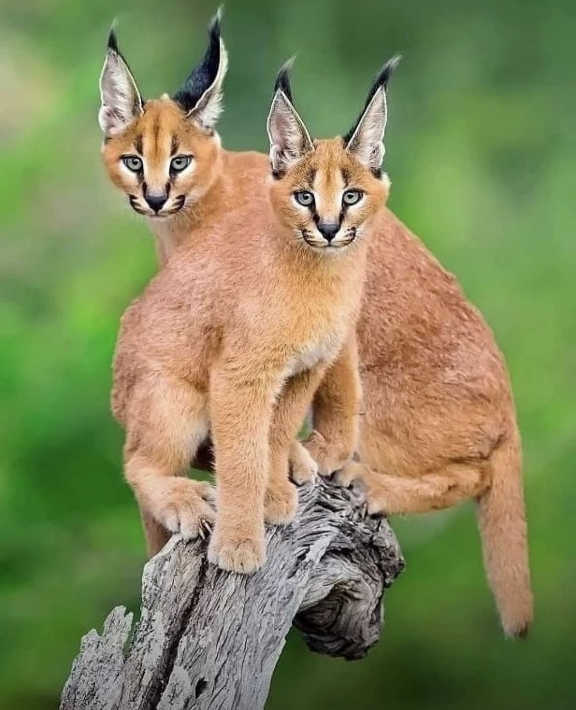 Caracal Cubs playing on a dead tree branch