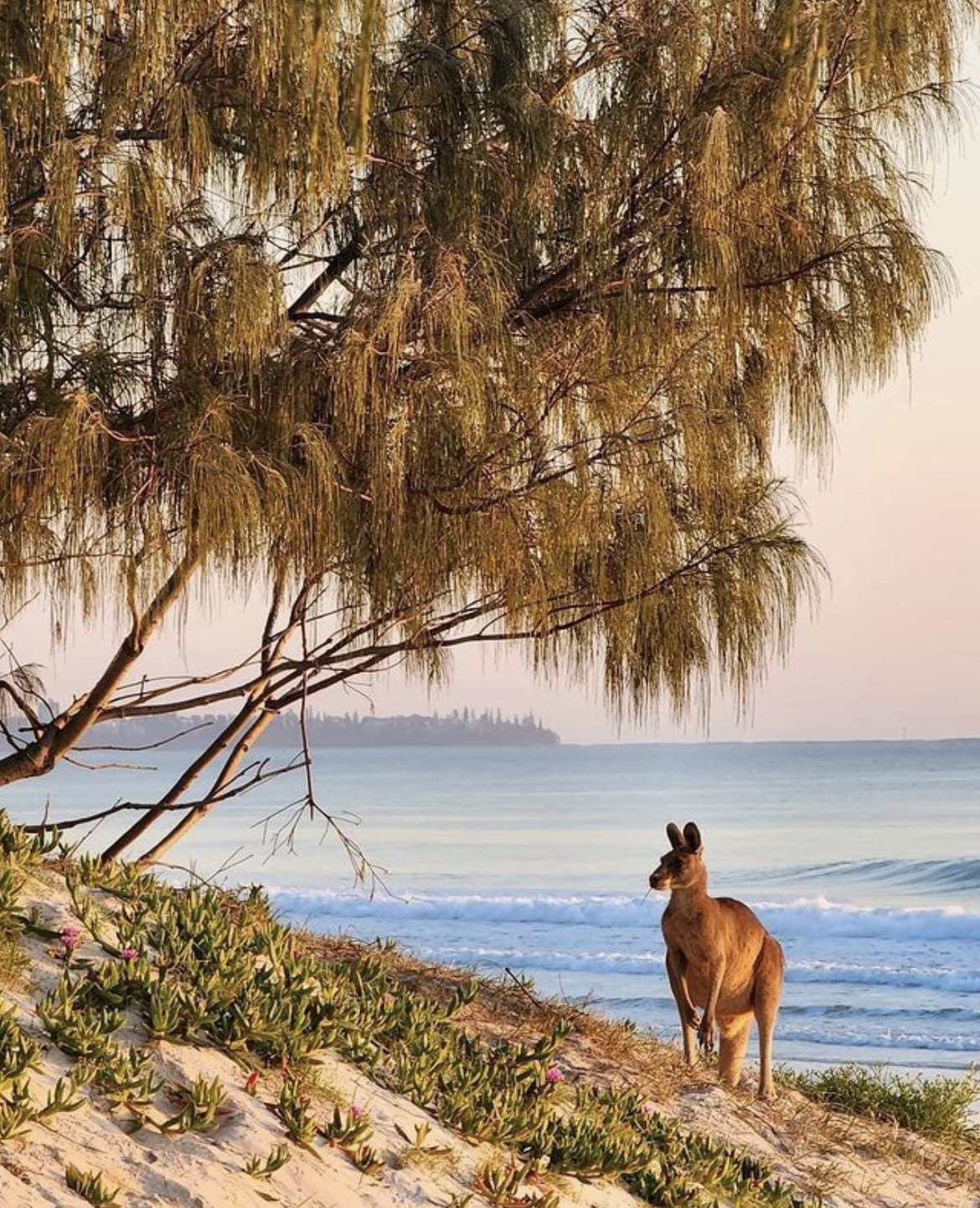 Kangaroo grazing along the beach on Bribe Island