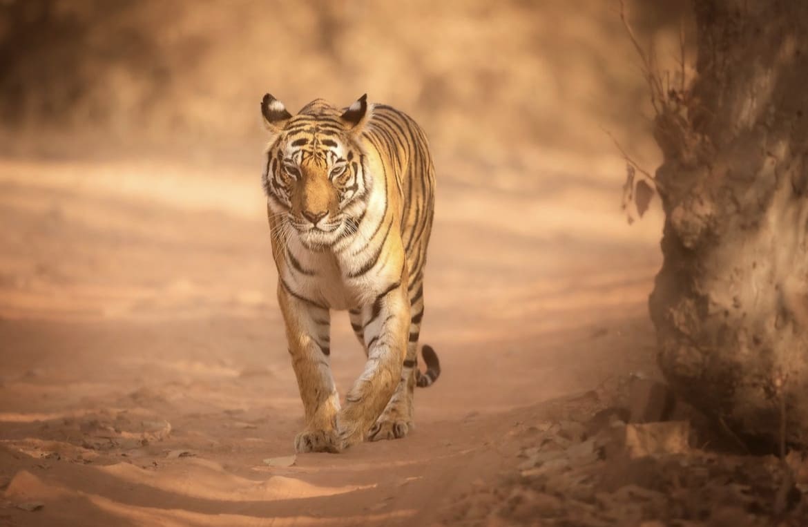 Tiger walking down a dirt road in Bandhavgarh National Park