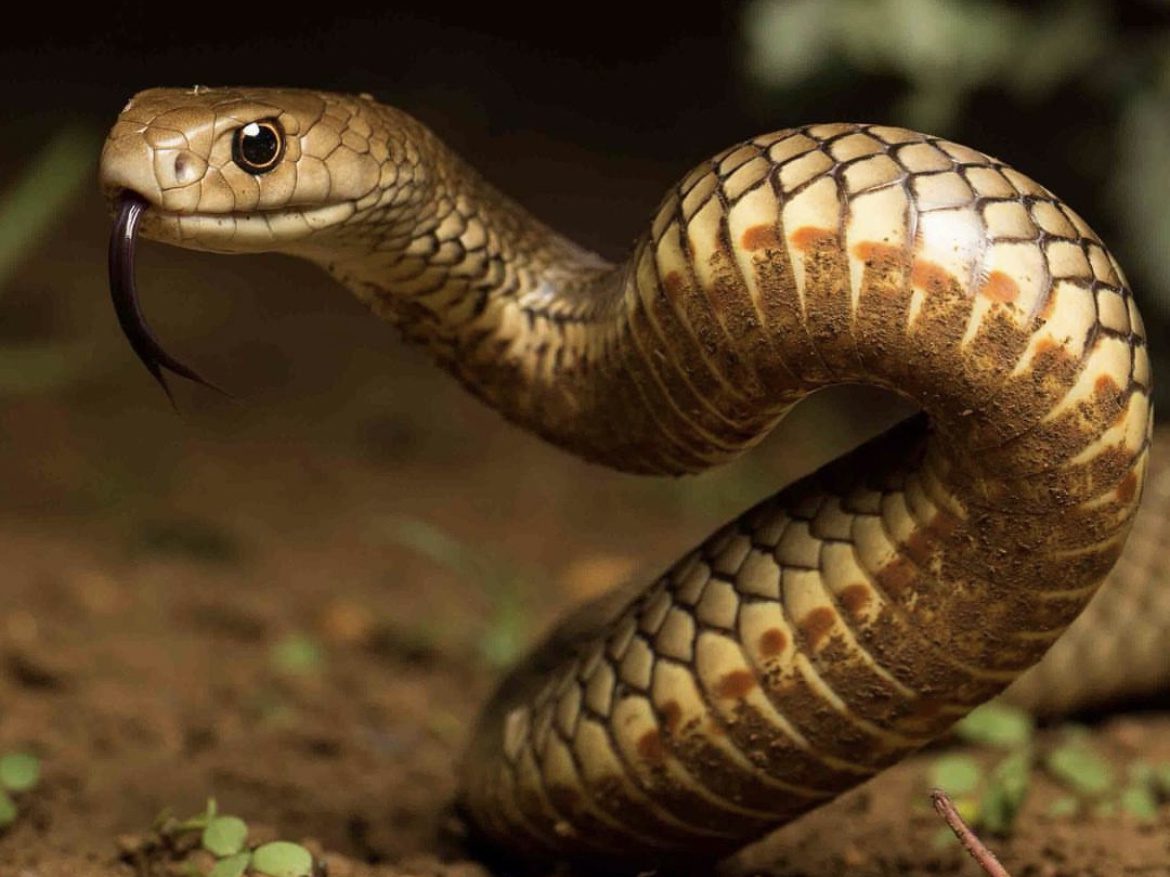 Eastern brown - one of the most venomous snakes in australia