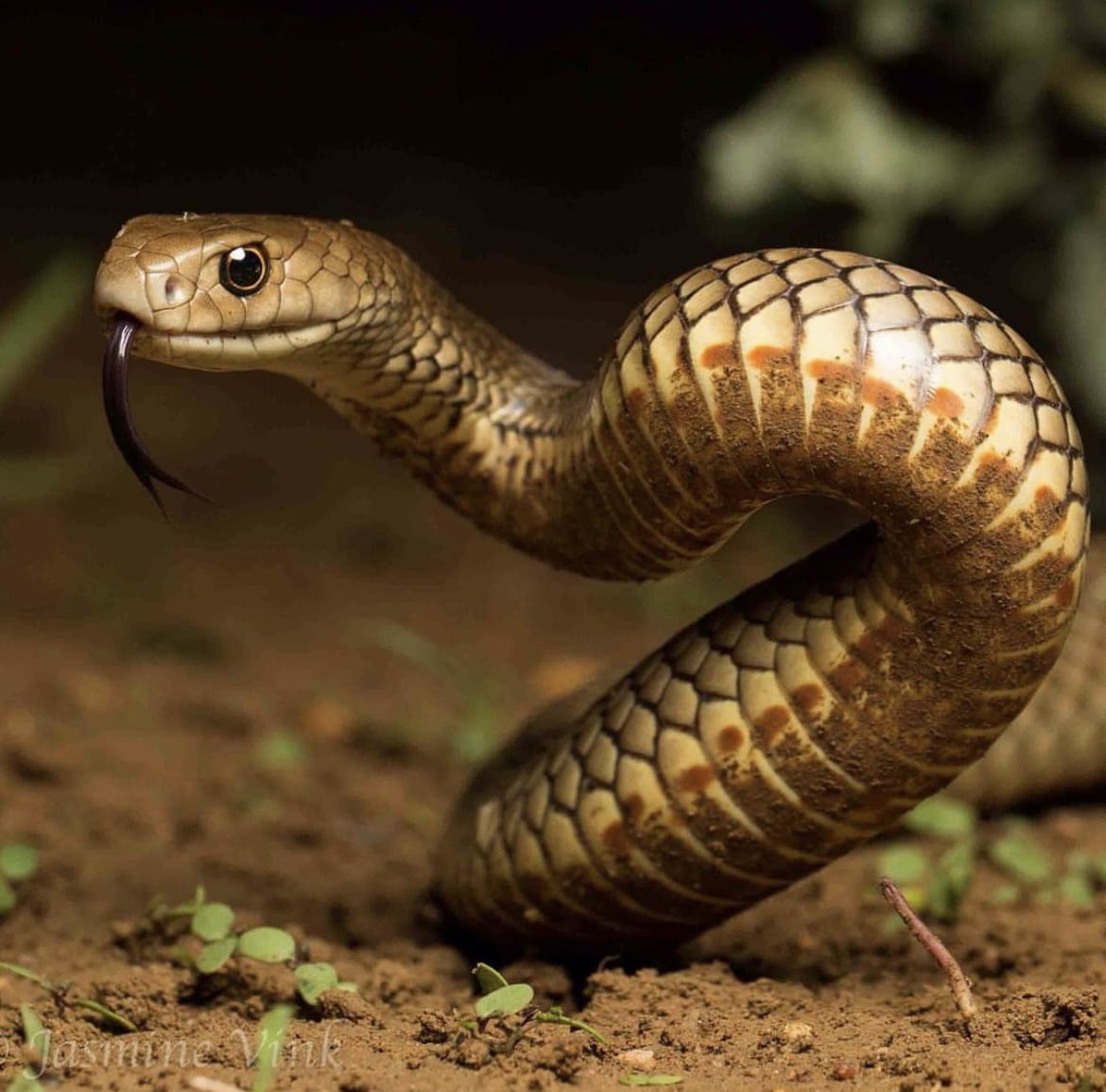 Eastern brown - one of the most venomous snakes in africa