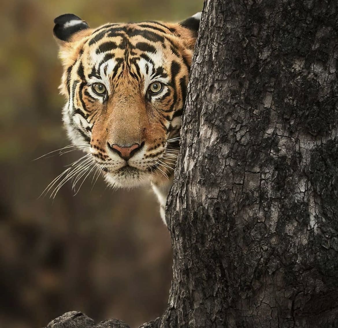 Tiger hiding behind a tree