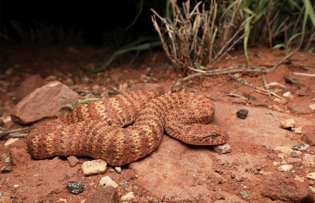 The Ten Most Venomous Snakes in Australia Wildest