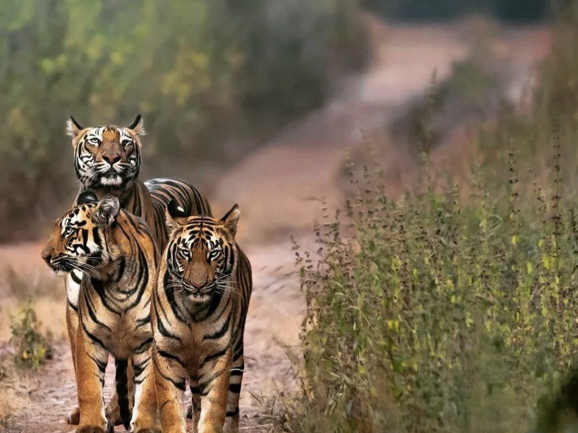 Tigress and her cubs