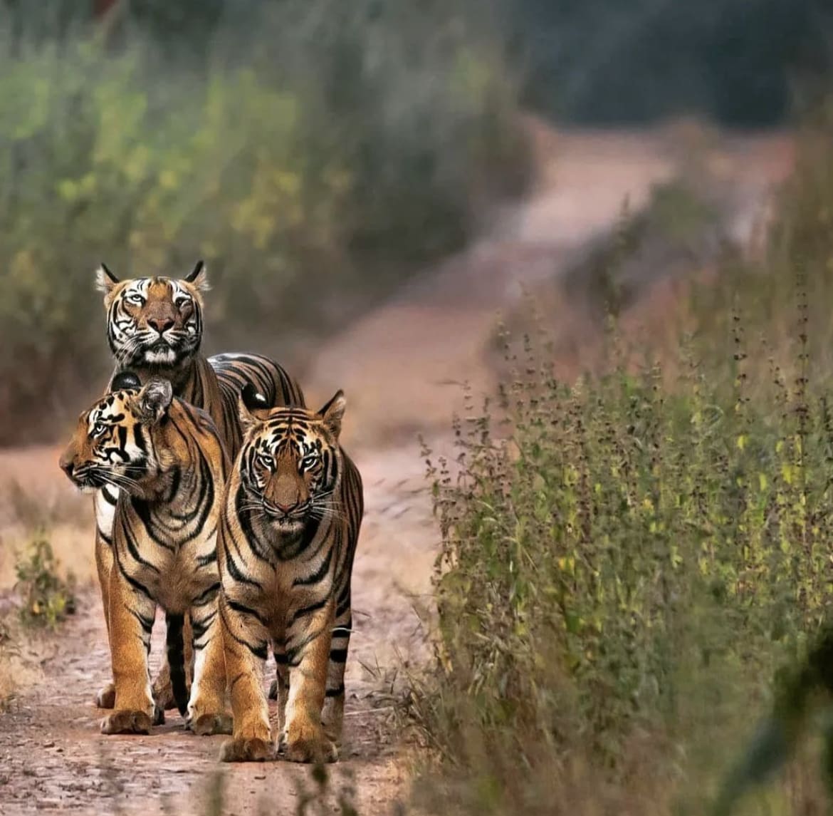 Tigress and her cubs