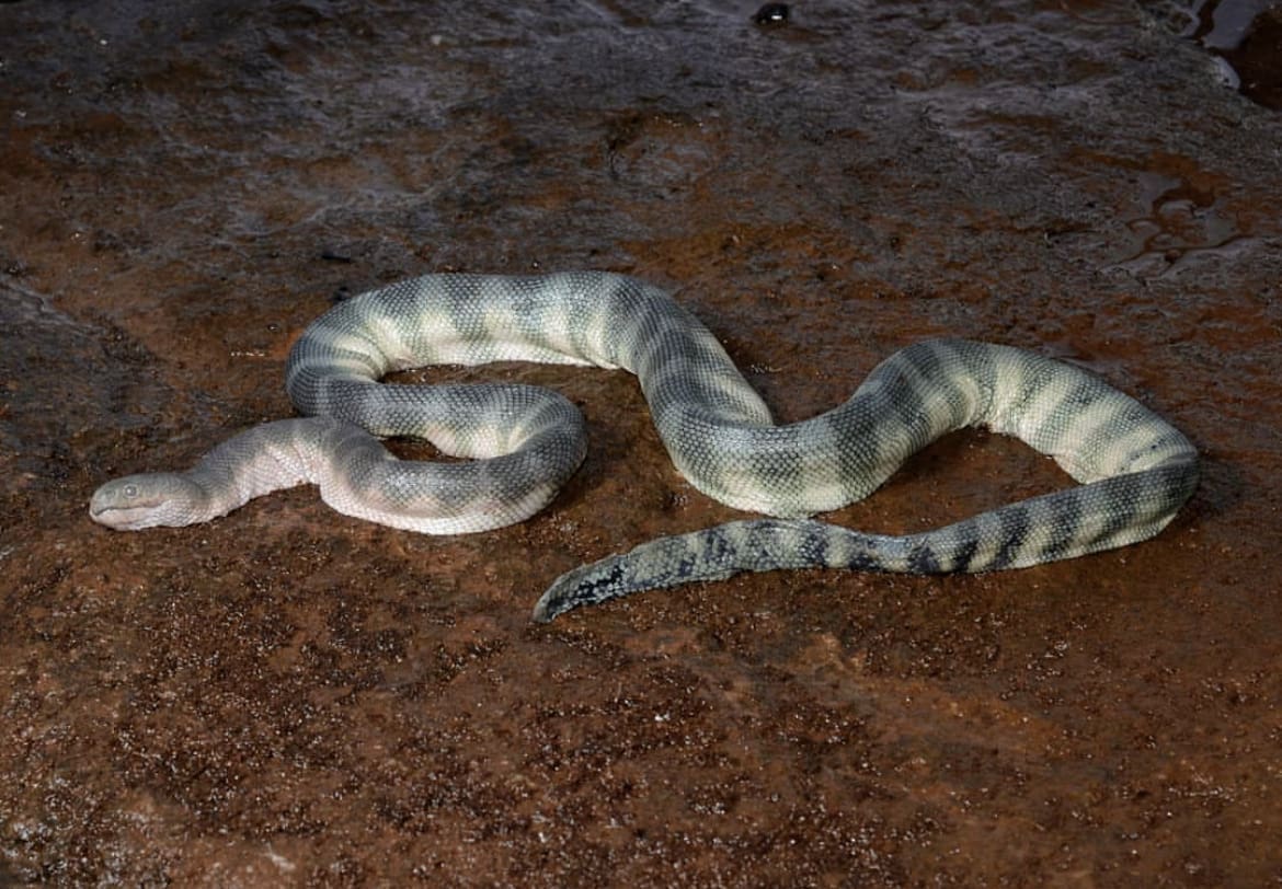Beaded sea snake