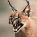 Get To Know The Caracal