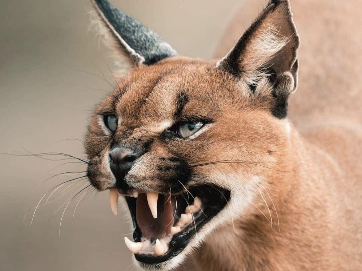 Wild caracal showing off its impressive teeth with an aggressive snarl