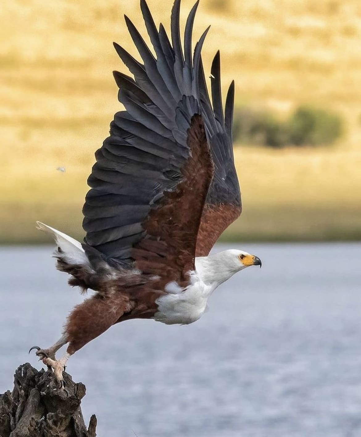 Fish Eagle flying off after a meal in Pilanesberg National Park, South Africa