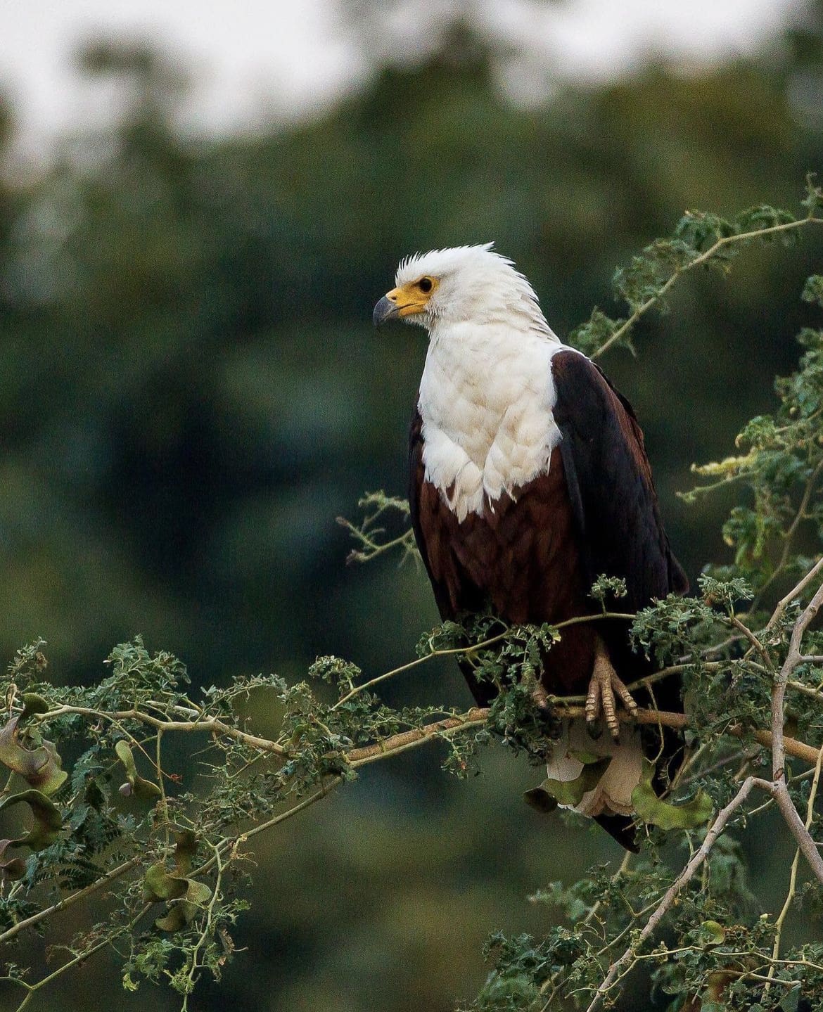 Fish Eagle resting in a tree, with a keen eye on the water below