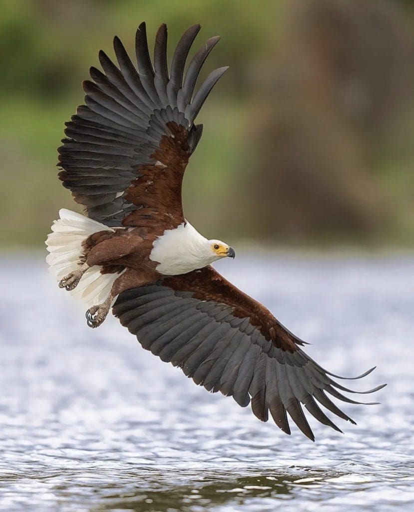 Get To Know The African Fish Eagle | Wildest