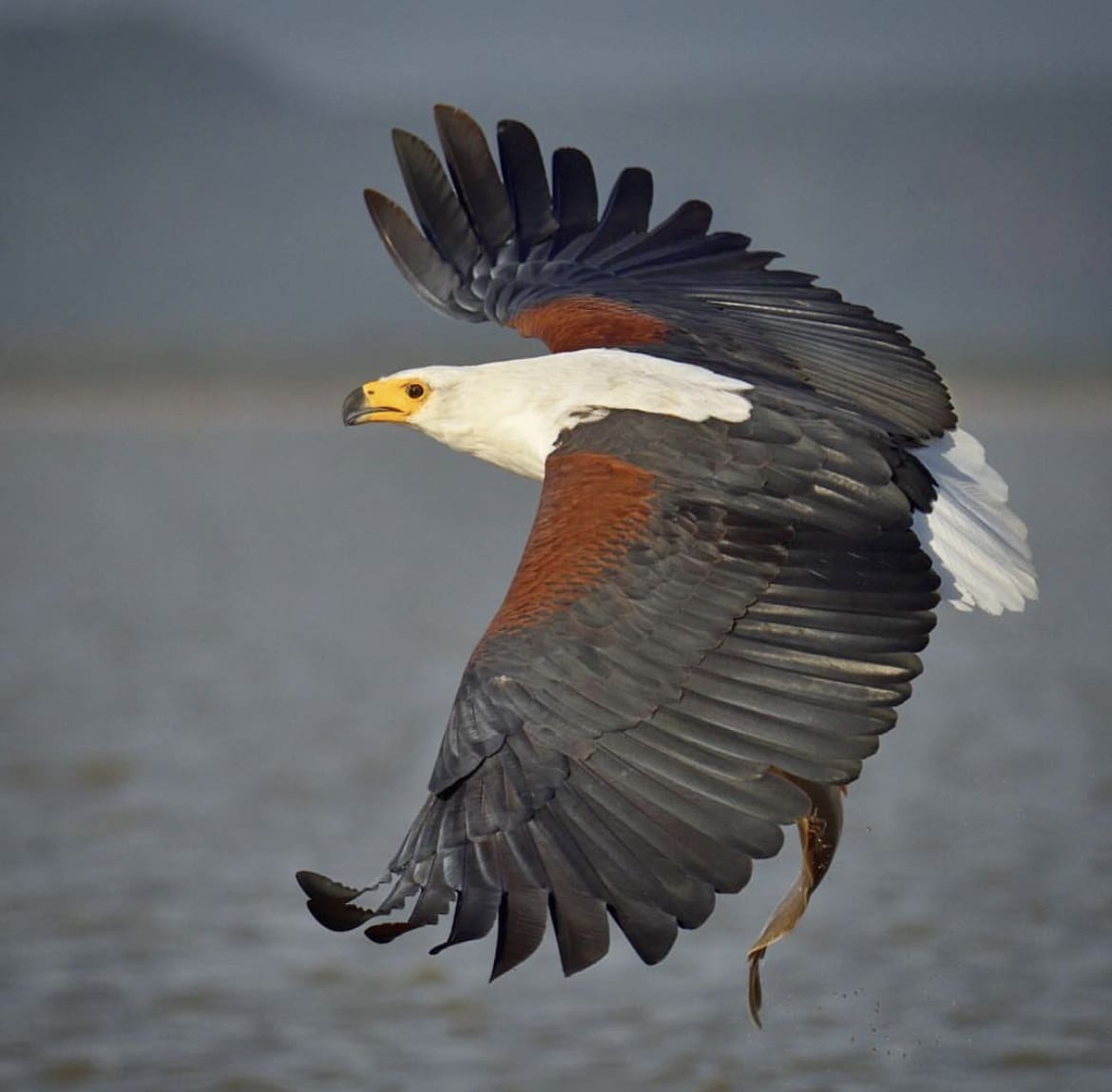 African Fish Eagle rises over lake Baringo, Kenya with it's catch