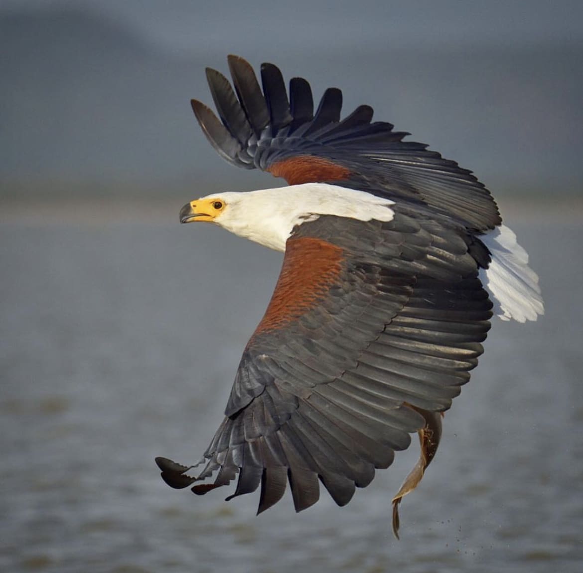 Get To Know The African Fish Eagle | Wildest