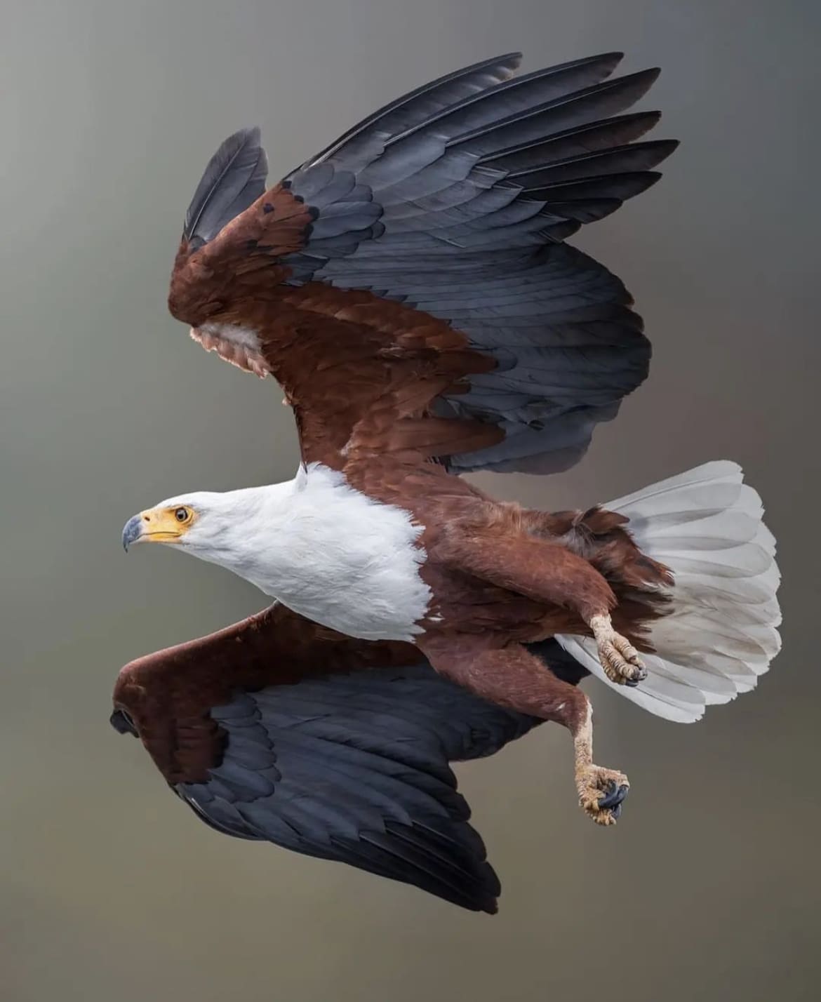 Bird of prey showing off it's talons as it looks to grab a fish out the water