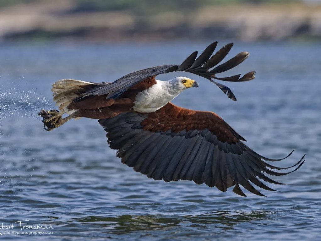 African Fish Eagle flying along the surface of the Zambezi River