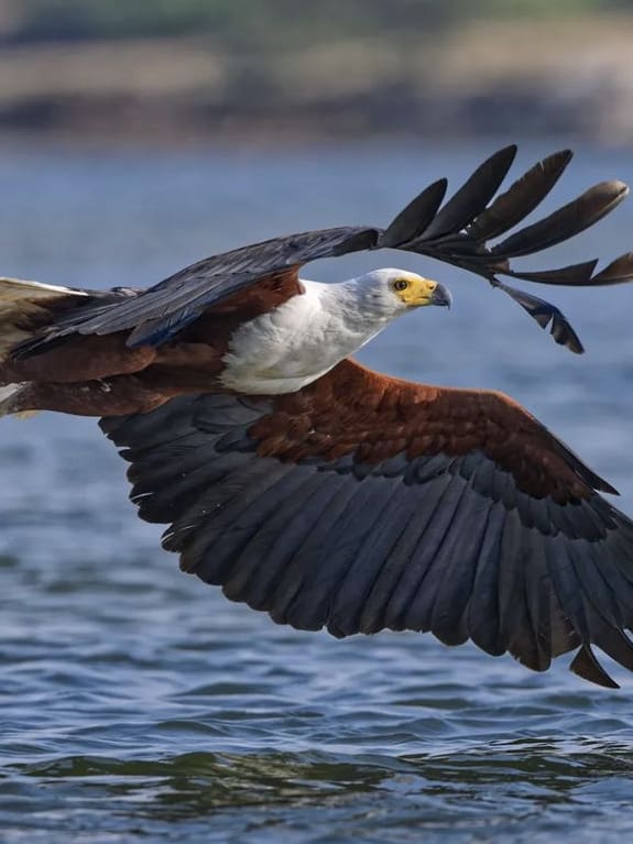 African Fish Eagle flying along the surface of the Zambezi River
